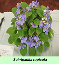 Saintpaulia rupicola